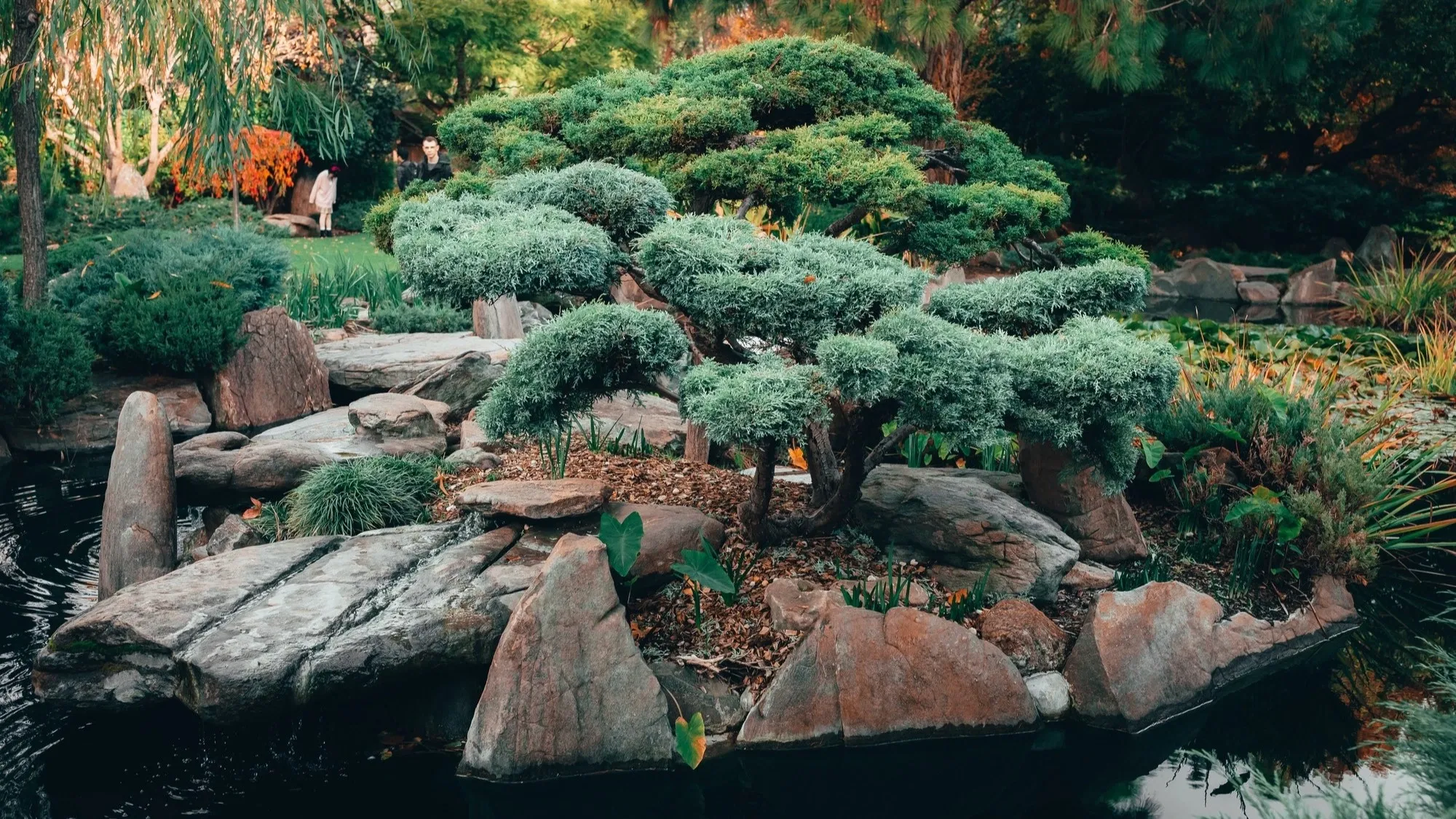 Pohon bonsai di atas taman batu dengan kolam