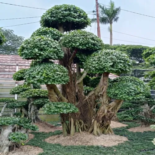 Pohon topiary berbentuk payung bertingkat
