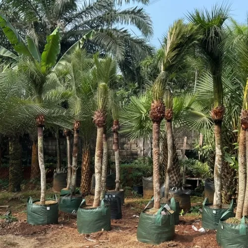 Deretan pohon palem di pembibitan