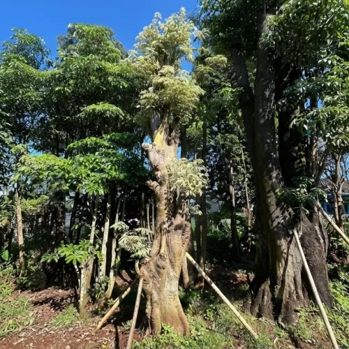 Pohon berbatang tinggi dengan penyangga bambu